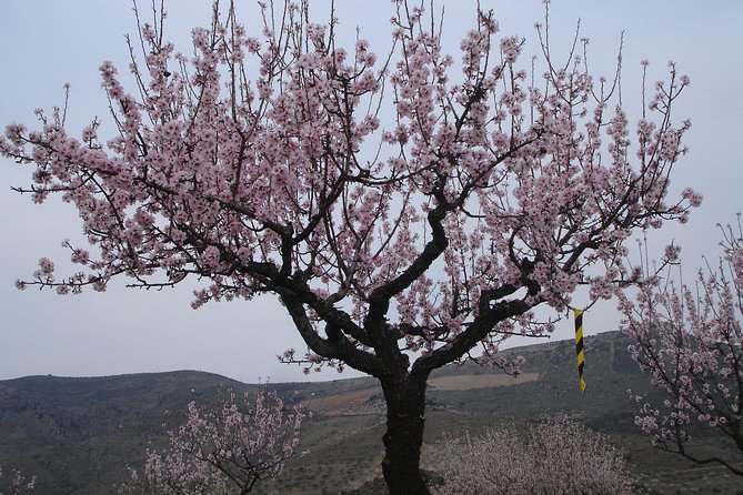 The Almond Blossom - Environmental Conservation Efforts