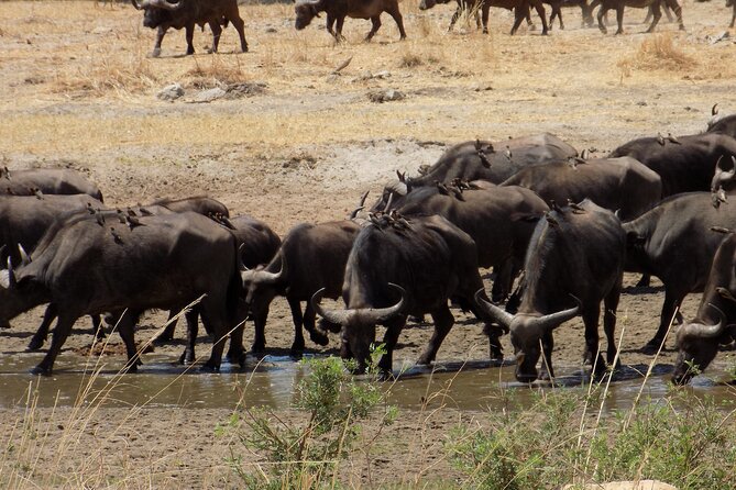 The Amaizing Private Day Trip to the Lovely Arusha National Park - Explore Arusha National Parks Beauty
