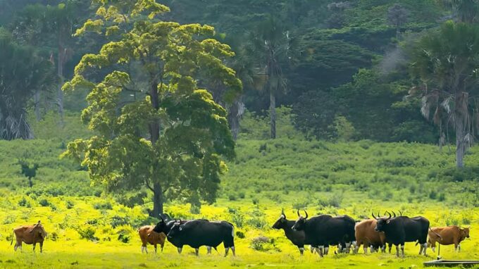 The Authentic Sunset Of Baluran National Park Banyuwangi - Witnessing Bekol Savana Sunset