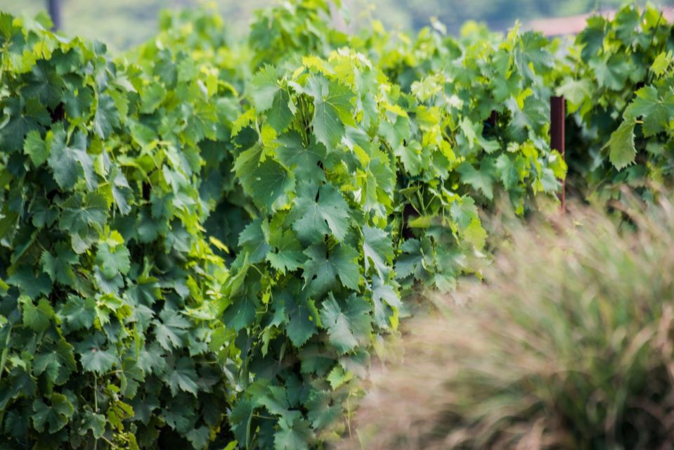 THE AUTOCTONES TASTING - Itinerary and Activities