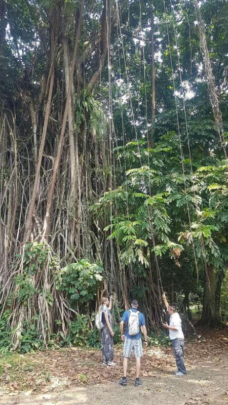 The Beautiful Garden, Rice Terrace and Waterfall In Bogor - Practical Details and Tips
