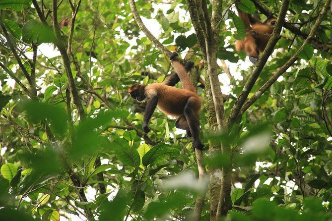 The Best Birdwatching Tour Around The Arenal Volcano - Frequently Asked Questions