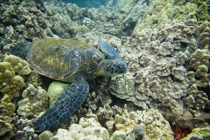The Best Maui 3 Hour Molokini and Turtle Town Snorkel - Whale Watching Opportunities