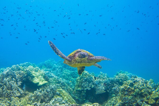 The Best Maui 3 Hour Molokini and Turtle Town Snorkel - Highlights of the Snorkeling Gear and Equipment