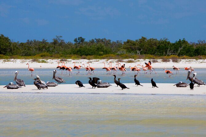 The Best of Holbox Bird Island, Passion Island and Yalahau Cenote - Final Thoughts