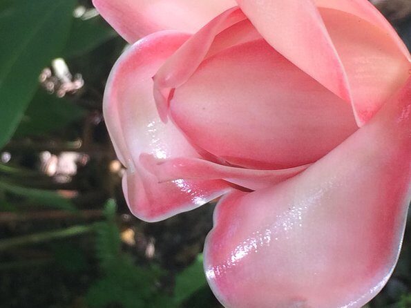 The Best of Saint Lucia Tour - The Sum Up