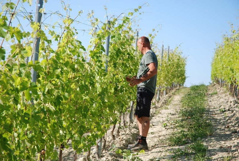 The Best of the Langhe: Wine Tasting & Traditional Meal - Who Should Consider This Tour?