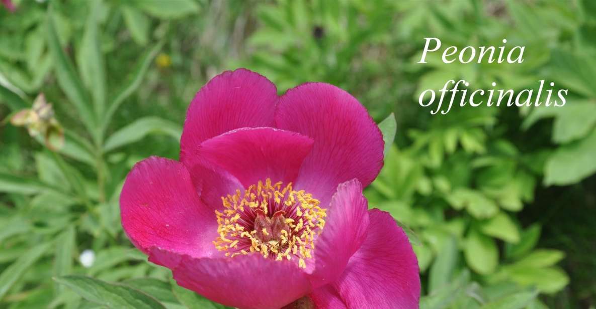 THE BOTANICAL GARDENS OF AOSTA VALLEY - Marveling at the Paradisia Flora