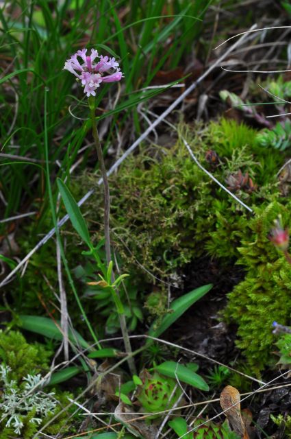 THE BOTANICAL GARDENS OF AOSTA VALLEY - Important Rules and Accessibility Information