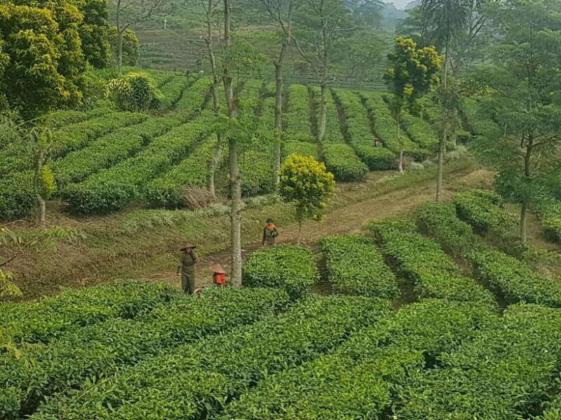 The Breathtaking Views Of The Countryside In Bandung - Exploring the Countryside of Bandung: An In-Depth Look