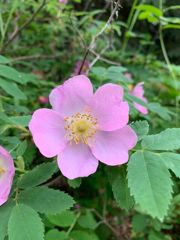 The Canmore HISTORY TOUR - Cowboys and Coal Miners 1.5H Walk - The Value of the Tour
