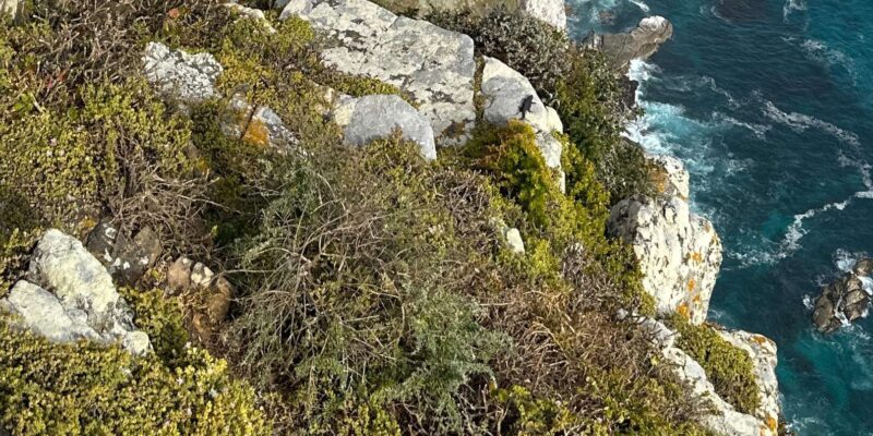 The Cape Peninsula: A Day of Coastal Elegance - Uncovering the Natural and Cultural Gems
