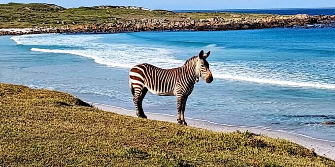 The Cape Peninsula: A Day of Coastal Elegance - The Sum Up
