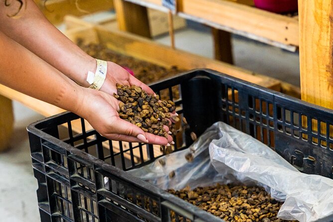 The Coffee Experience - Highlights of the Tour