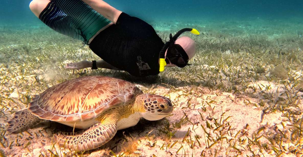 The Cozumel Turtle Sanctuary Snorkel Tour - Pickup and Dropoff