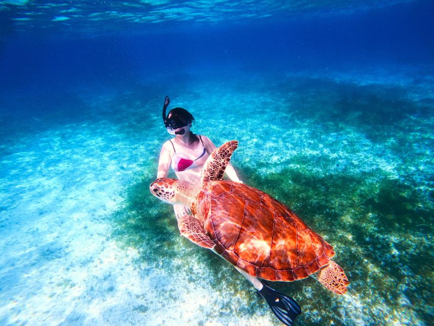 The Cozumel Turtle Sanctuary Snorkel Tour - Conservation Tax Included