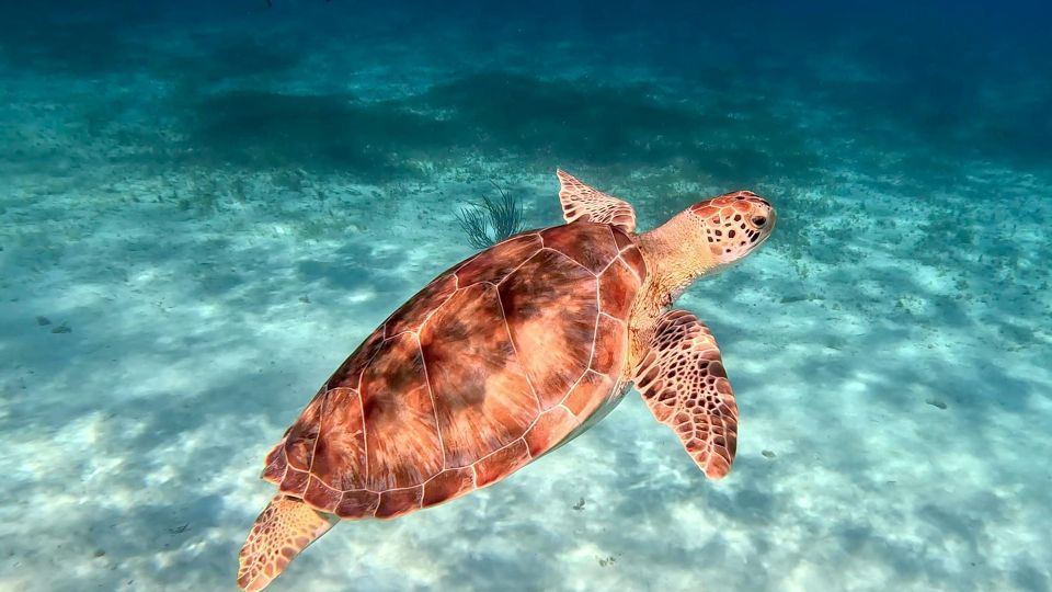 The Cozumel Turtle Sanctuary Snorkel Tour - Medical Considerations