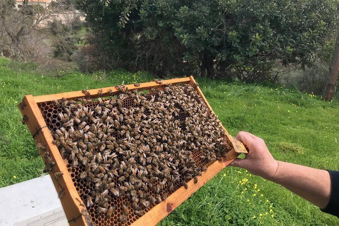 The Cretan Way of Life at the mountains of Rethymno (Mylopotamos) - Practical Details and What It Means for You