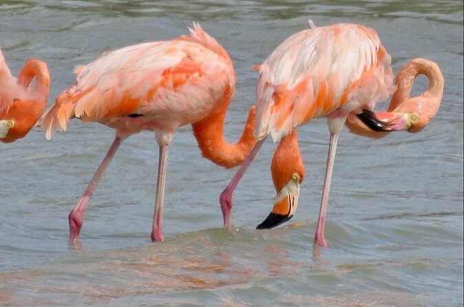 The Curacao Private Beach Hopping / Snorkeling Tour - The Experience of Guides and What Travelers Say