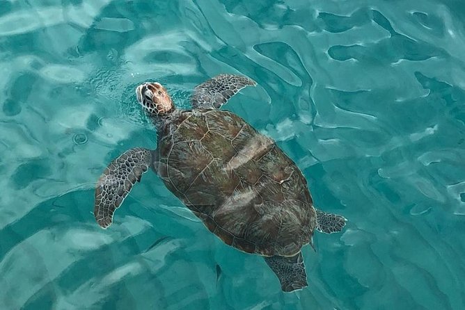 The Curacao Private Beach Hopping / Snorkeling Tour - Snorkeling Adventures in Curacao