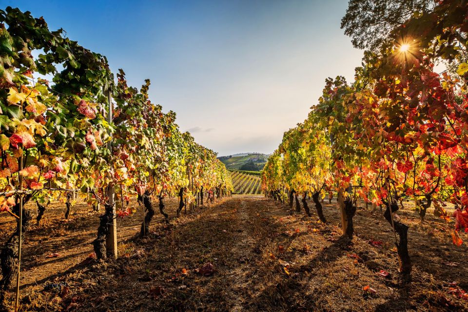 The Dosman: Winetasting in La Morra - Key Points