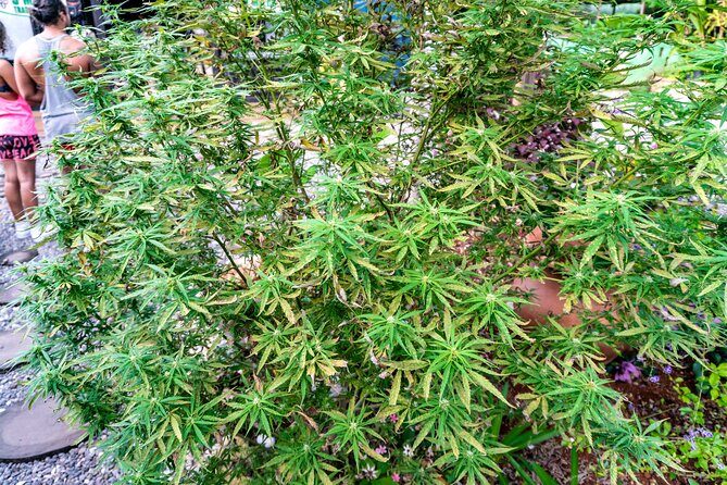 The Essential Bob Marley Tour: Visit His Home and more - Who Should Consider This Tour?