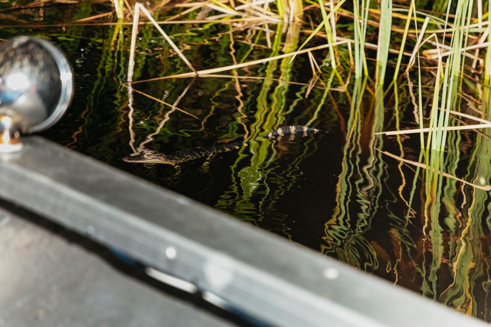 The Everglades: 1-Hour Airboat Night Tour - Duration and Pricing of the Tour