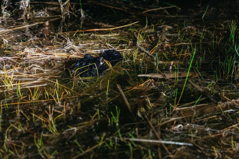 The Everglades: 1-Hour Airboat Night Tour - Exclusions of the Tour