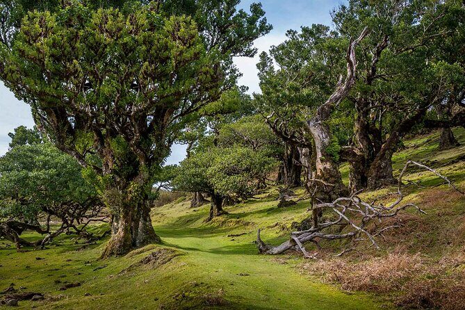 The Fanal Forest by Feeling Madeira - Starting Point and Convenience