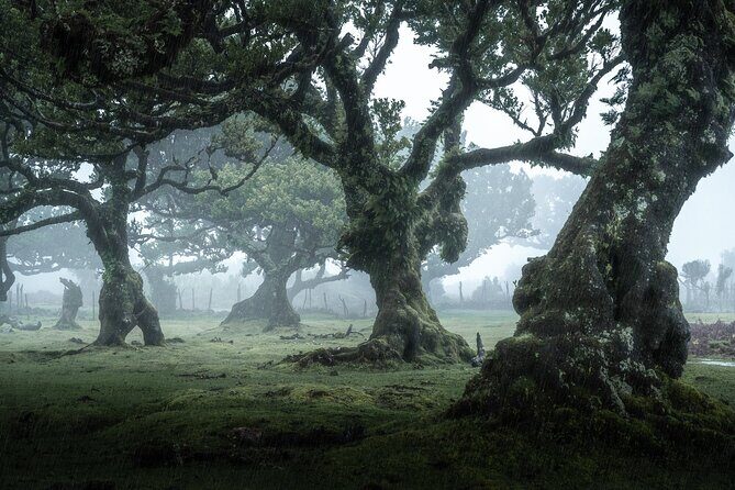 The Fanal Forest by Feeling Madeira - Posto Florestal Fanal: The Gateway to the Laurissilva