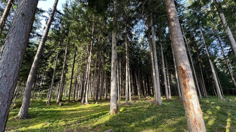 The forest as an Escape Room for the whole family - Final thoughts: Who is this experience ideal for?