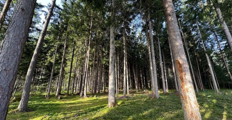 The forest as an Escape Room for the whole family - Frequently Asked Questions (FAQs)