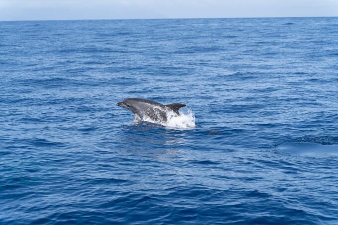 The Giants: 3H Sailing With Swimming, Drink & Tapas - Exploring the Los Gigantes Cliffs