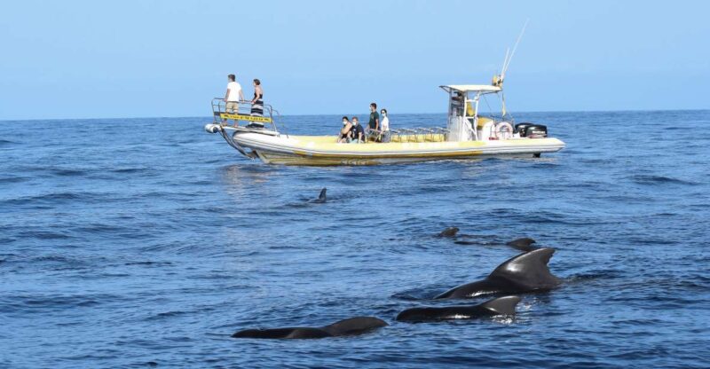 The Giants: Dolphin and Whale-Watching Speedboat Tour - Good To Know