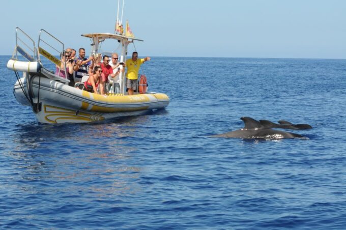 The Giants: Dolphin and Whale-Watching Speedboat Tour - Pristine Bays and Swimming