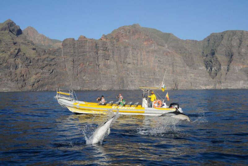 The Giants: Dolphin and Whale-Watching Speedboat Tour - Speedboat Journey to Sanctuary