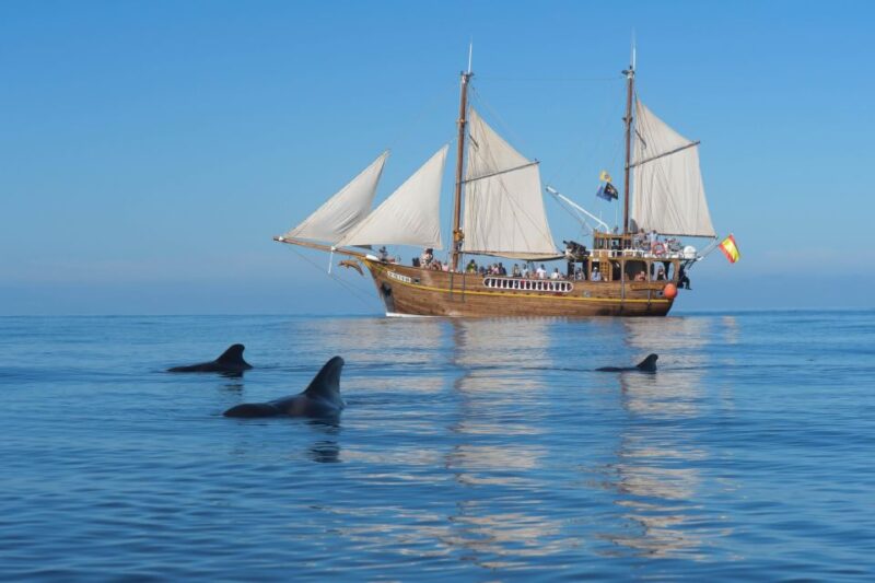 The Giants: Dolphin and Whale Watching Tour With Drinks - Included Features