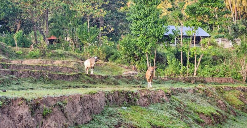 The Gili Mushroom Tours - Good To Know