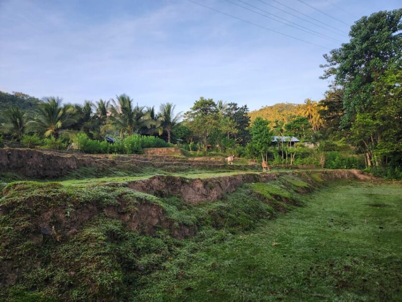 The Gili Mushroom Tours - Important Information and Recommendations