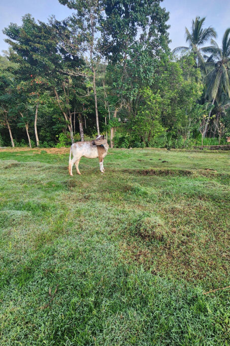 The Gili Mushroom Tours - Exploring the Gili Magic Mushrooms