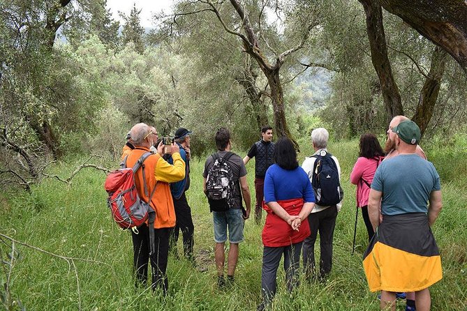 The Governor Olive Mill Tour With Olive Oil Tasting - Traveler Experiences: Positives and Negatives
