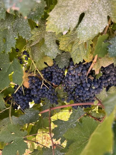The grand tour of Amarone: 2 wineries, lunch & Amarone focus - FAQs