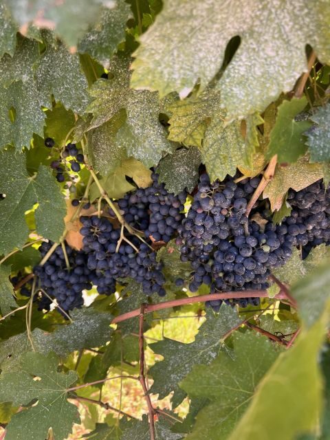 The grand tour of Amarone: 2 wineries, lunch & Amarone focus - Final Thoughts: Is It Worth It?