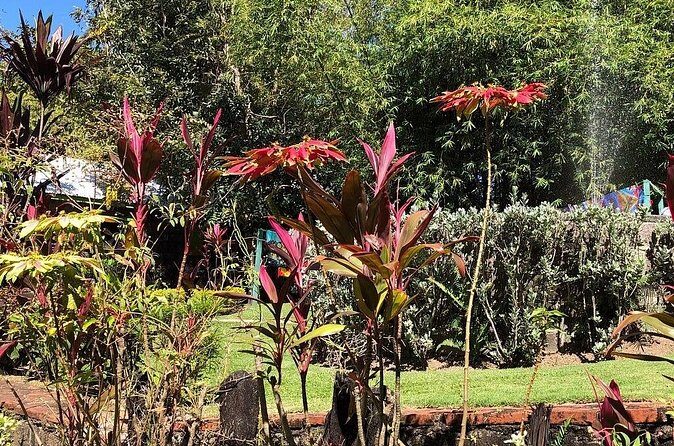 The Grand Tour of St. Kitts - What Past Guests Say