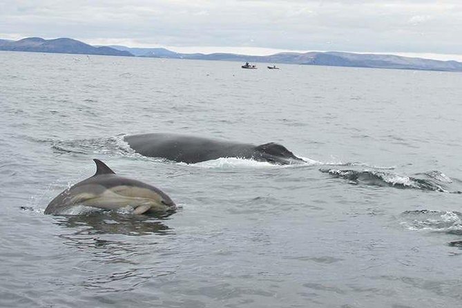 The Great Blasket Island Experience - Tour Details