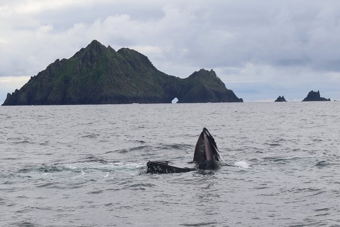 The Great Blasket Island Experience - Reviews