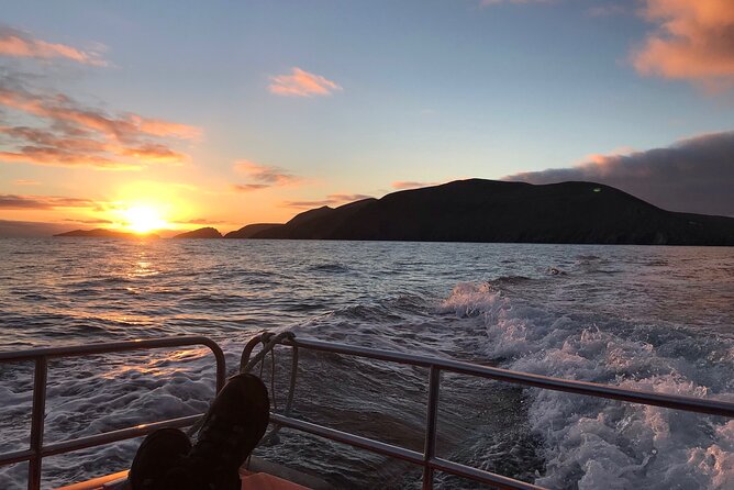 The Great Blasket Island Experience - Wildlife Encounters