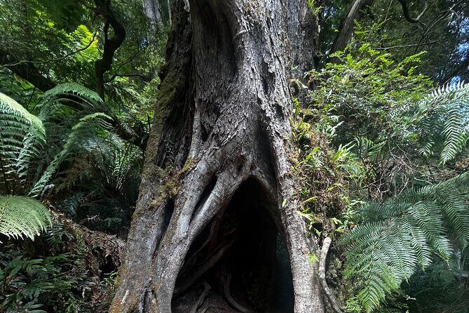 The Great Ocean Road Tour Scenic Coastal Journey - Exploring the Itinerary: What to Expect at Each Stop