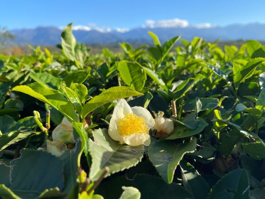 The Green Gold of Georgia - Key Points