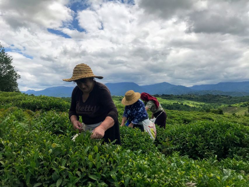 The Green Gold of Georgia - Gurian Tea Tasting